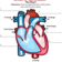 How The Body Works: The Heart